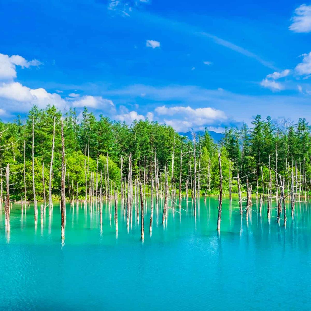 北海道【青い池】“美瑛ブルー”の謎に迫る！絶景の神秘や訪問の